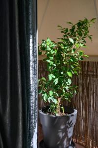 Zahrada ubytování Koukaki Home