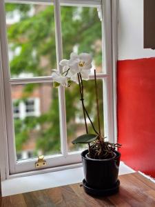 a flower in a pot sitting in front of a window at Flat in Hammersmith - Close to tube station in London