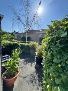 ノールトウェイケルハウトにあるHet Oude Raadhuisの鉢植えの庭