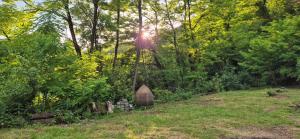 Cozy Wooden House in Shrosha, Imereti的阳光透过树木照射进来的墓地