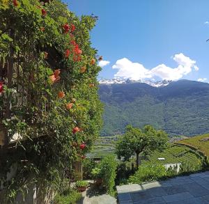 TresivioにあるCasa il Glicine Valtellinaの赤い花の庭園 +29枚の写真