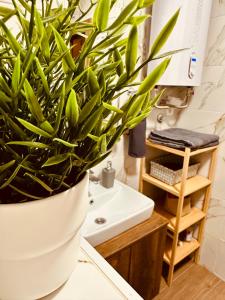 a plant sitting on a bathroom counter next to a sink at Studio Apartman Nomad Divčibare in Divčibare +15 photos