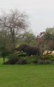 Fotografie z fotogalerie ubytování Bar Lyec Safari Lodge v destinaci Pakwach East