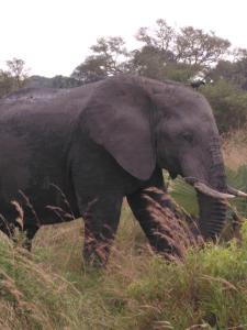 Fotografie z fotogalerie ubytování Bar Lyec Safari Lodge v destinaci Pakwach East