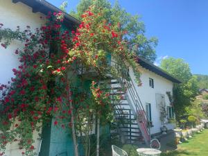 une vigne de fleurs rouges poussant sur le côté d'une maison dans l'établissement Rosenstufen, à Heimbach