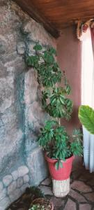 a plant in a red pot next to a wall at Alojamiento y Refugio Cósmico Torreon in Comunidad Campo de Ahumada