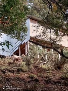 una vaca parada frente a un edificio en cabañita Campestre, independiente, en Castro