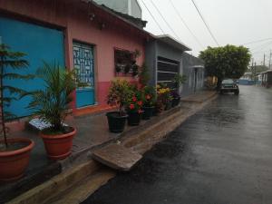 una fila di piante in vaso sul lato di un edificio di Isabel hostal a Juayúa