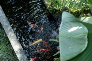 Zahrada ubytování Mahadana Ubud