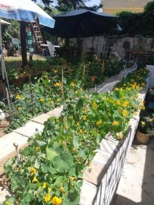 a garden filled with lots of green and yellow flowers at Sunny Apartment in Jerusalem +6 photos