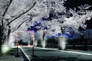 Foto sihtkohas Tōkyō asuva majutusasutuse 東京桜の宿 galeriist