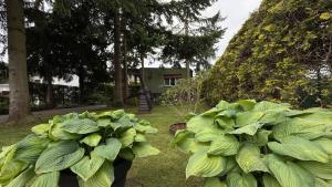a pile of green plants in a yard at Pod Świerkami in Boszkowo