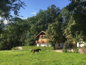 Zvířata v apartmánu nebo okolí