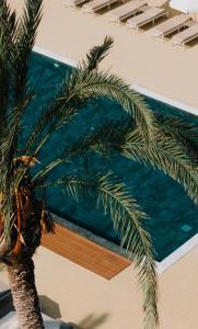 a palm tree next to a swimming pool at Vrachia Beach Hotel & Suites - Adults Only in Paphos