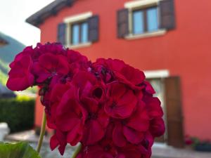 a red flower in front of a red house at Il Casaletto Visso - Appartamenti in Visso