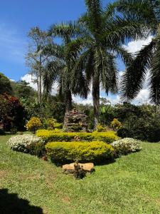 a park with a palm tree and a garden at Finca Las Palmas San Gil in San Gil