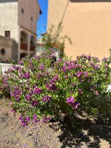 Κήπος έξω από το Apartments Ivano & Leo Zadar - Private Parking