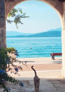 a cat standing under an archway next to the water at Apartman Matea in Igrane