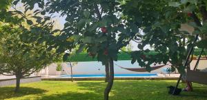 a tree in a yard next to a swimming pool at Holiday Home Libera in Bihać
