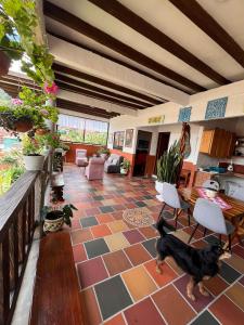 a living room with a cat standing in the middle at Loft Terraza Jericó in Jericó