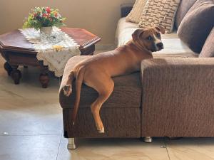 a large brown dog laying on the arm of a couch at Casa de Eliz in Horizonte