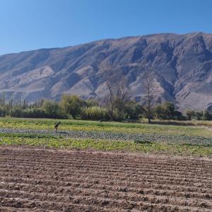 a field of crops with a mountain in the background at Sol de Maimará in Maimará +8 photos