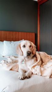 Domácí mazlíčci ubytovaní s hosty v ubytování Hyatt Place Manati
