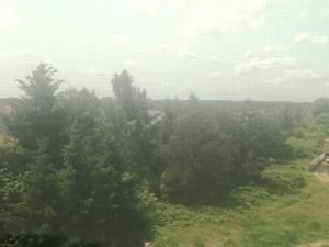 a view of a forest of trees from a window at Apartament Przytulny in Ogrodzieniec