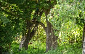 een groep bomen in een grasveld bij Awesome Home In Slagelse With Wifi in Slagelse +7 foto's