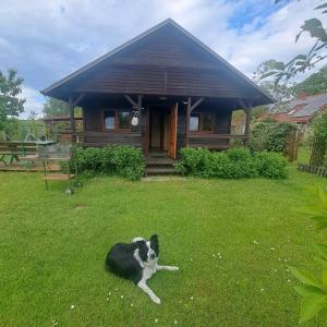 a black and white dog laying in the grass in front of a house at Domek Zapach Wyspy in Gdańsk