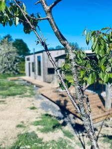 a tree in front of a building at Tinyhouse au coeur d'un vignoble in Floreffe