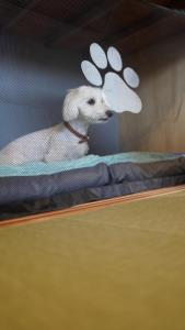 宿泊客と一緒にarigatouya 3 minutes by car to Chichibugahama Beach Renovate pet OK Free parking Seven beds Limited to one group per day Private lodgingに滞在中のペット