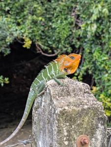 Foto dalla galleria di Knuckles Range Bungalow a Hunnasgiriya