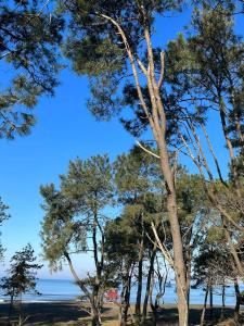 a group of trees with the ocean in the background at Terrace Kapro-one in Itʼkhvisi