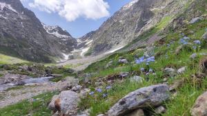 a valley in the mountains with blue flowers at Mizoun Paola Via Roma 9 in Aisone
