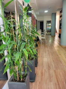 an office with plants in pots on the floor at Hmetrohotel in Medellín
