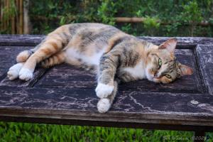 a cat laying on top of a wooden table at Butterfly Resort Hostel, Pai in Pai +96 photos