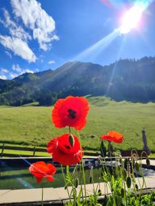 a group of red poppies in front of a field at Haus Enzian in Mittersill