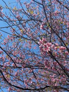 a tree with pink flowers in the sky at Hotel Philipp - Tradicional desde 1952 in Teresópolis