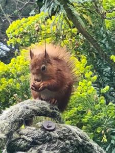 a squirrel sitting on top of a tree at 3 The Mews in Ryde +13 photos