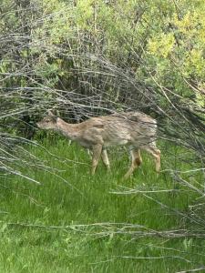 a baby deer walking through a field of grass at Secluded Mountain View Getaway - Near Jackson Hole - BBQ, Patio Wildlife! in Wilson +41 photos