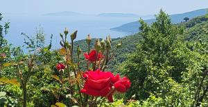 a red flower in the foreground with a view of the ocean at Ioni Home in Tsagarada