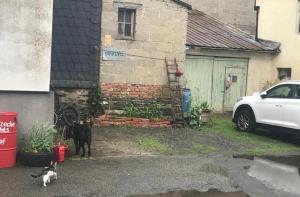 un chat et un chien debout devant une maison dans l'établissement Dreas Vintage Room, à Krastel