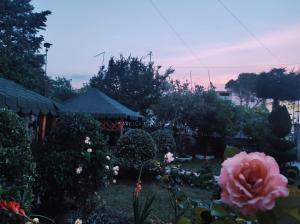 a garden with a pink rose in the yard at Homestay Beauty Day in Durrës +21 photos