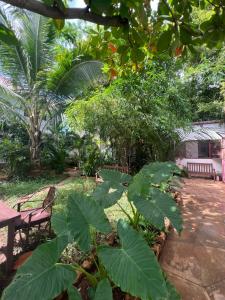 a garden with benches and trees and plants at Siri Beach Lodge in Nungwi