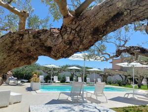 a view of a pool with chairs and a tree at B&B Signorino in Marsala