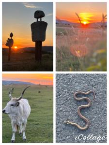 a collage of four pictures with a snake and a sunset at Living Past Vendégház in Kővágóörs