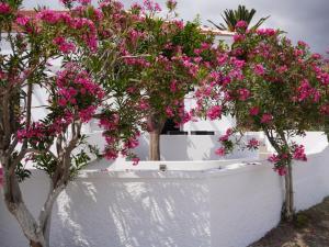 a white wall with pink flowers and trees at The Mill in Karpathos Town