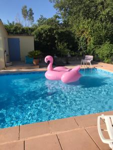 a pink inflatable swan in a swimming pool at CHALET, PISCINE, JARDIN CLOTURE, ANIMAUX Acceptés in Saint-Maximin-la-Sainte-Baume +12 photos