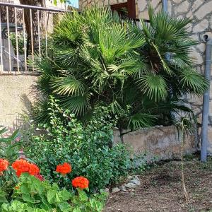 a palm tree in a garden with flowers at Apartments Elena & Damir in Vis